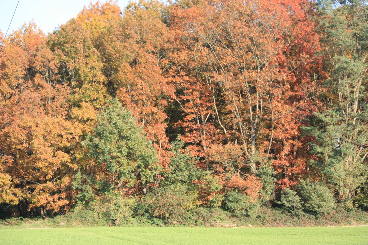 Herbst in der Hees